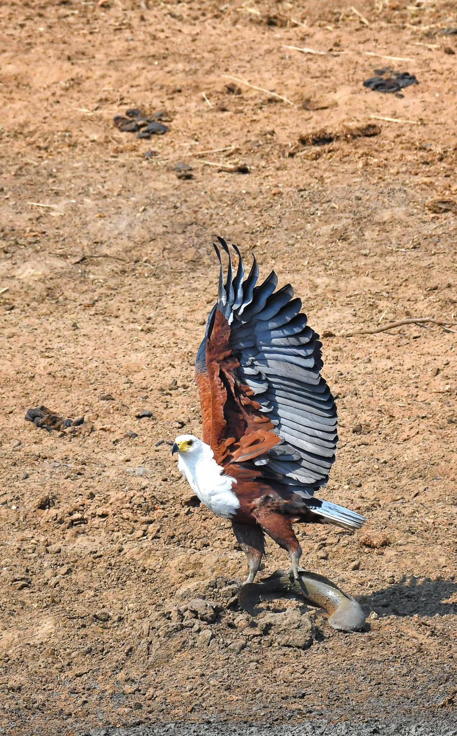 Fish eagle with catch near Punda Maria in the Northern Kruger National Park