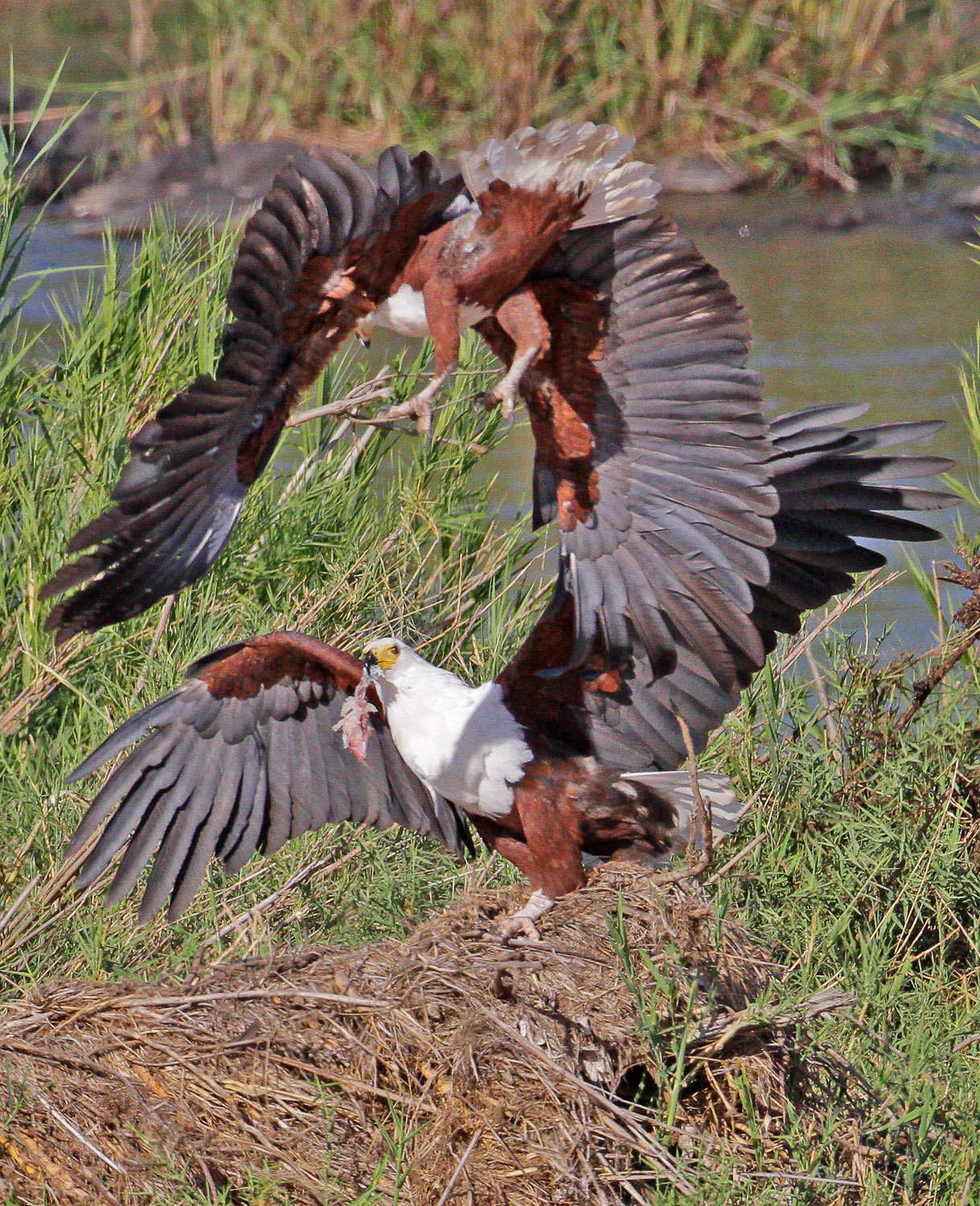 Fish Eagles fighting over food in the Sabie River in the Kruger National Park