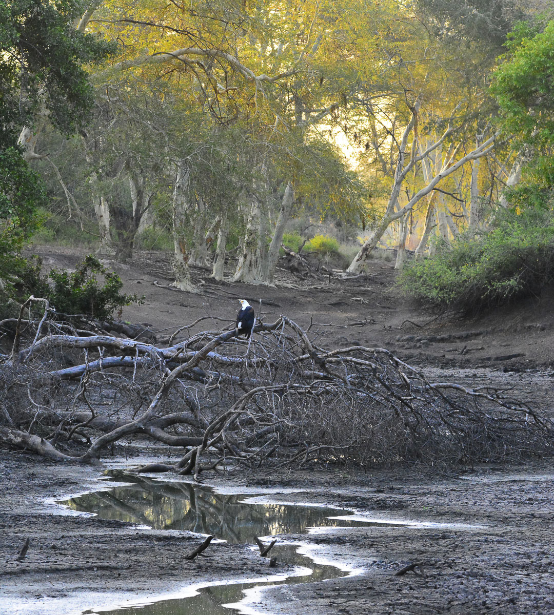 Fish Eagle waiting at a pan in the Pafuri area image taken on a guided Safari in the Northern Kruger National Park