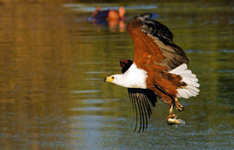 Fish eagle with catch