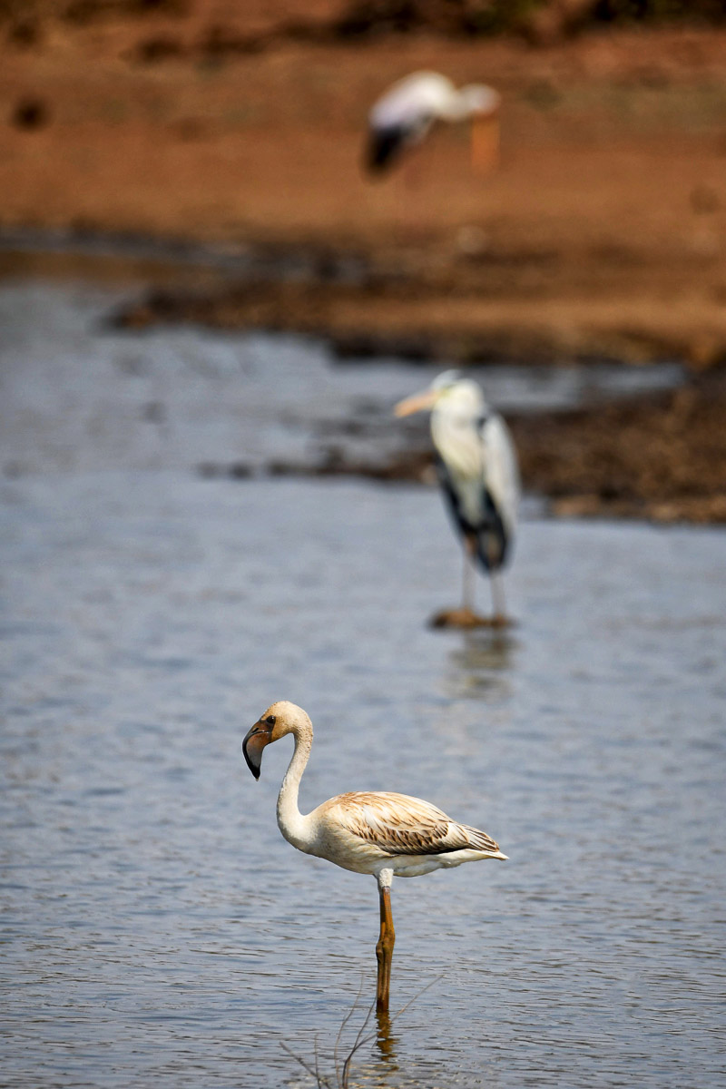 A rare sighting of a Flamingo at Sunset Dam near Lower Sabie in the Kruger National Park