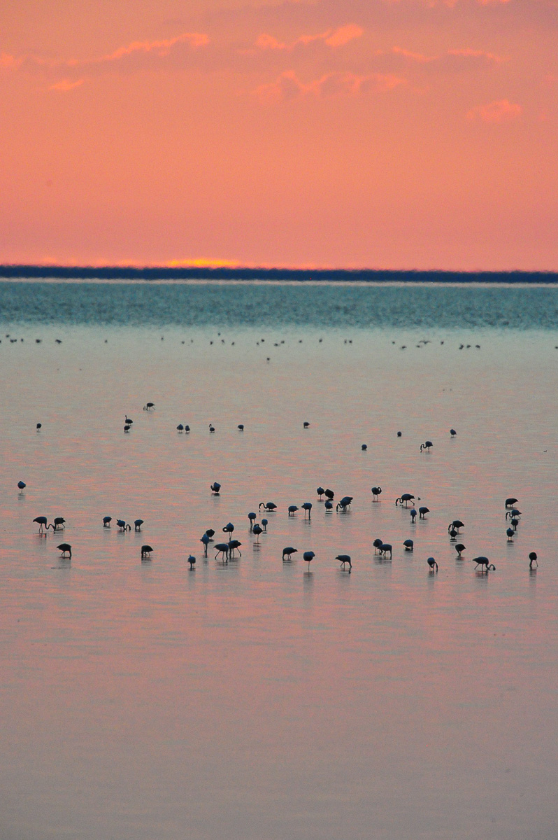 Flamingos on the Etosha Pan