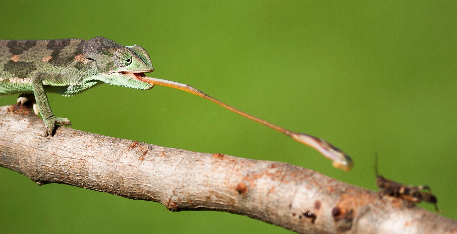 Flap neck Chameleon image taken in Olifants camp in the Kruger National Park