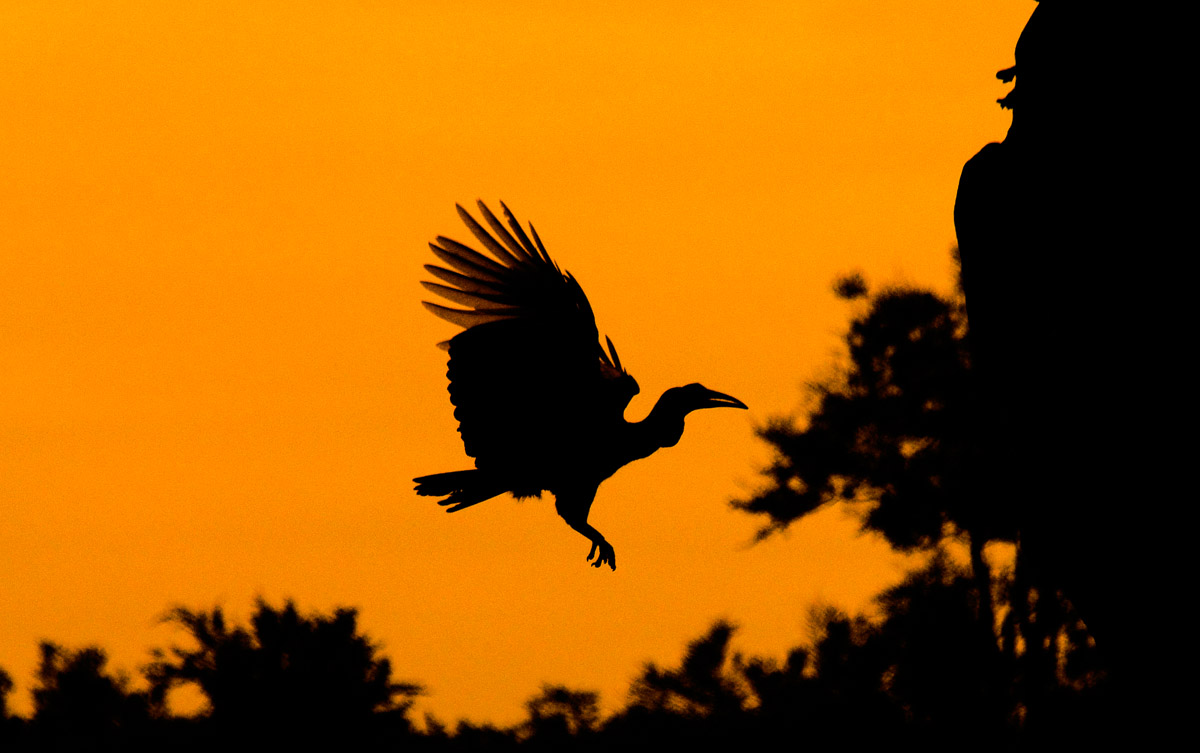 Flying Ground Hornbill Silhouette taken on a self-drive in the Kruger National Park