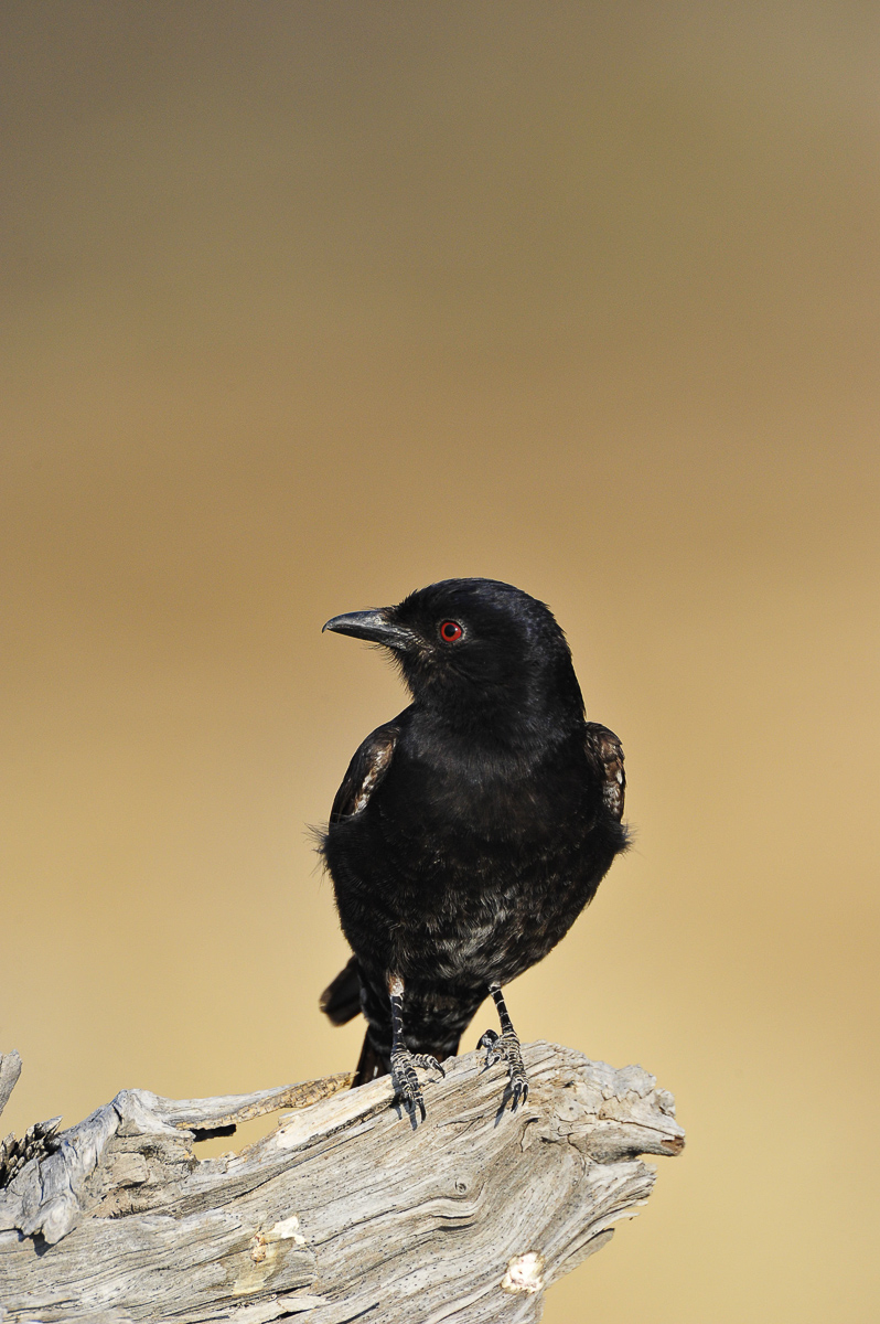 Fork tailed drongo in Okaukuejo camp
