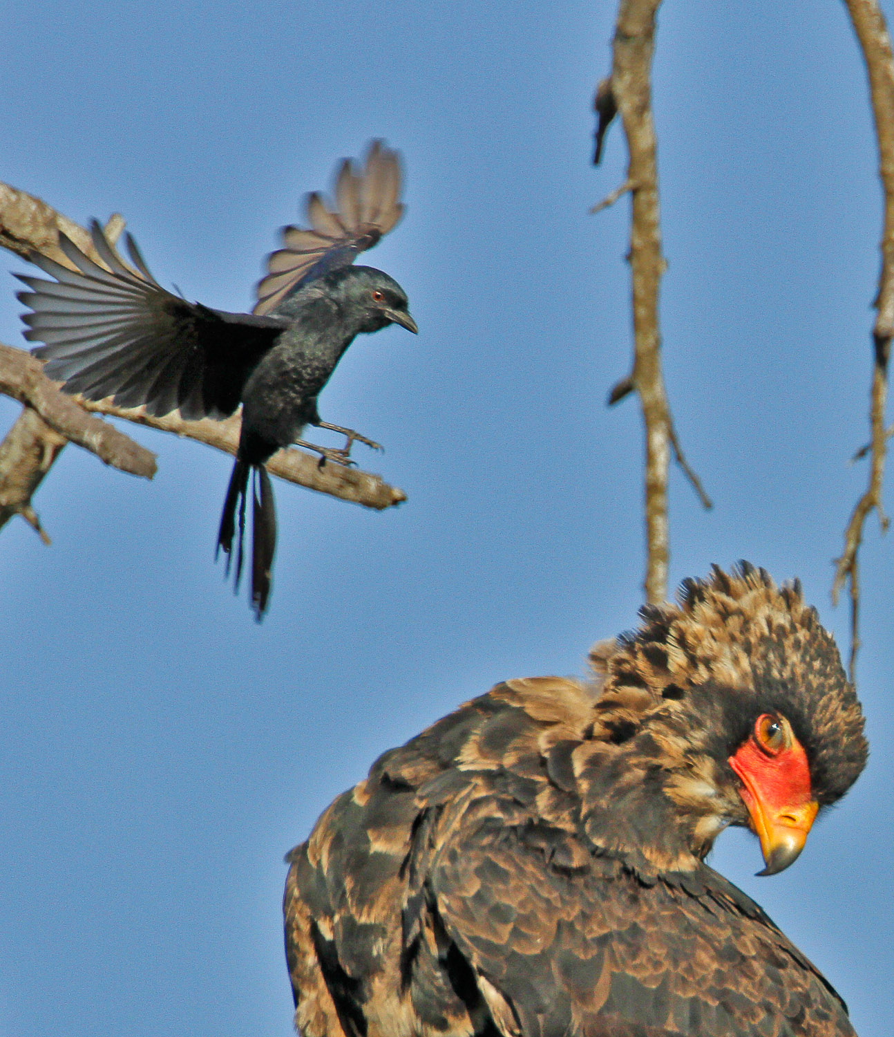 Forktailed Drongo attacking Bateleur in the Kruger National Park