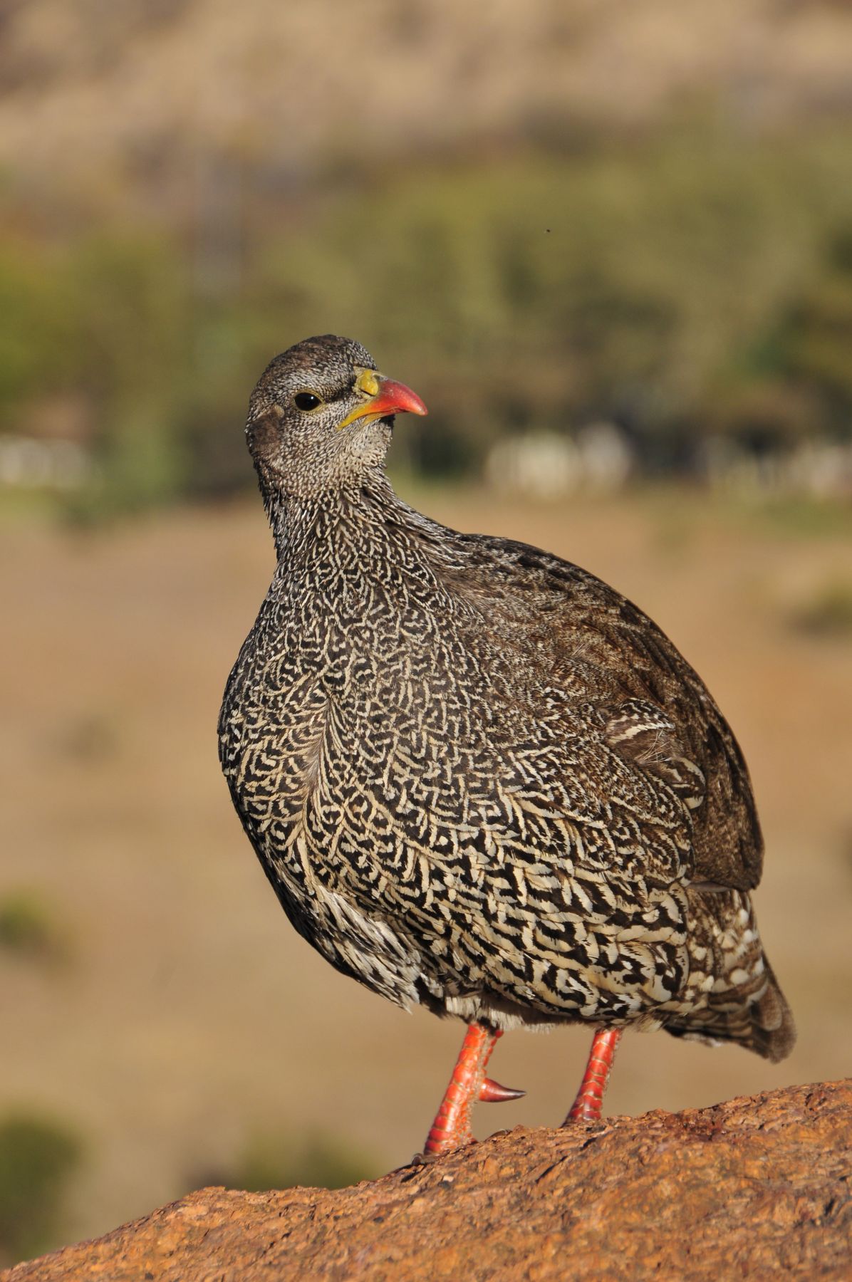 Francolin on the hill with Kwa Maritane behind