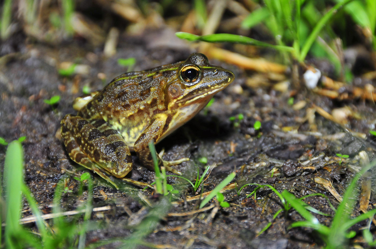 Frog found at Skukuza pond in the Kruger National Park