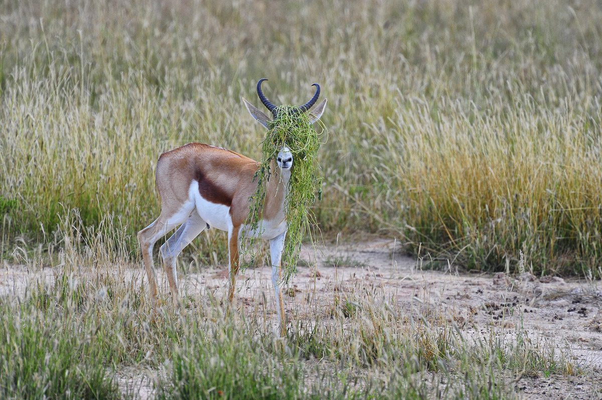 Funny springbok in front of Urikaruus cabin