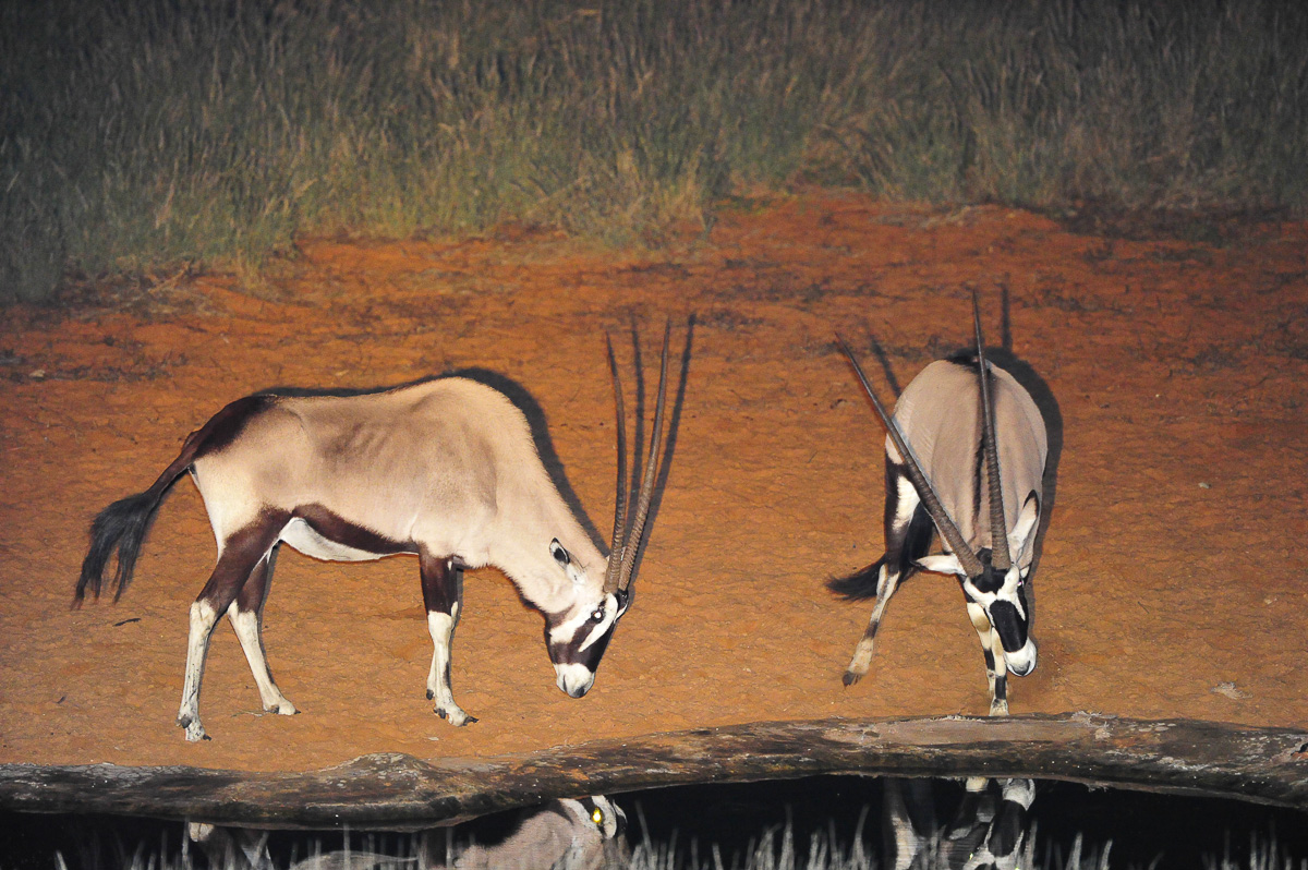Gemsbok at the Gharagab waterhole at night
