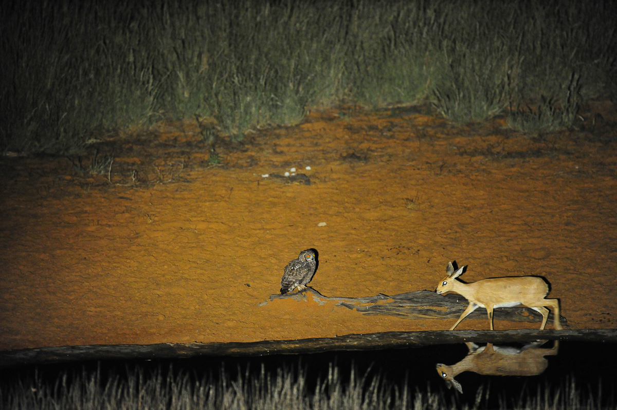 Cape eagle owl and a steenbok at Gharagab waterhole