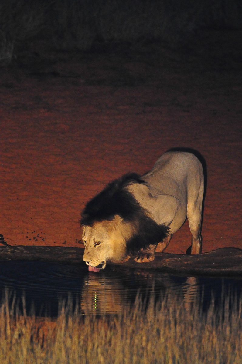Big male lion drinking at night at Gharagab