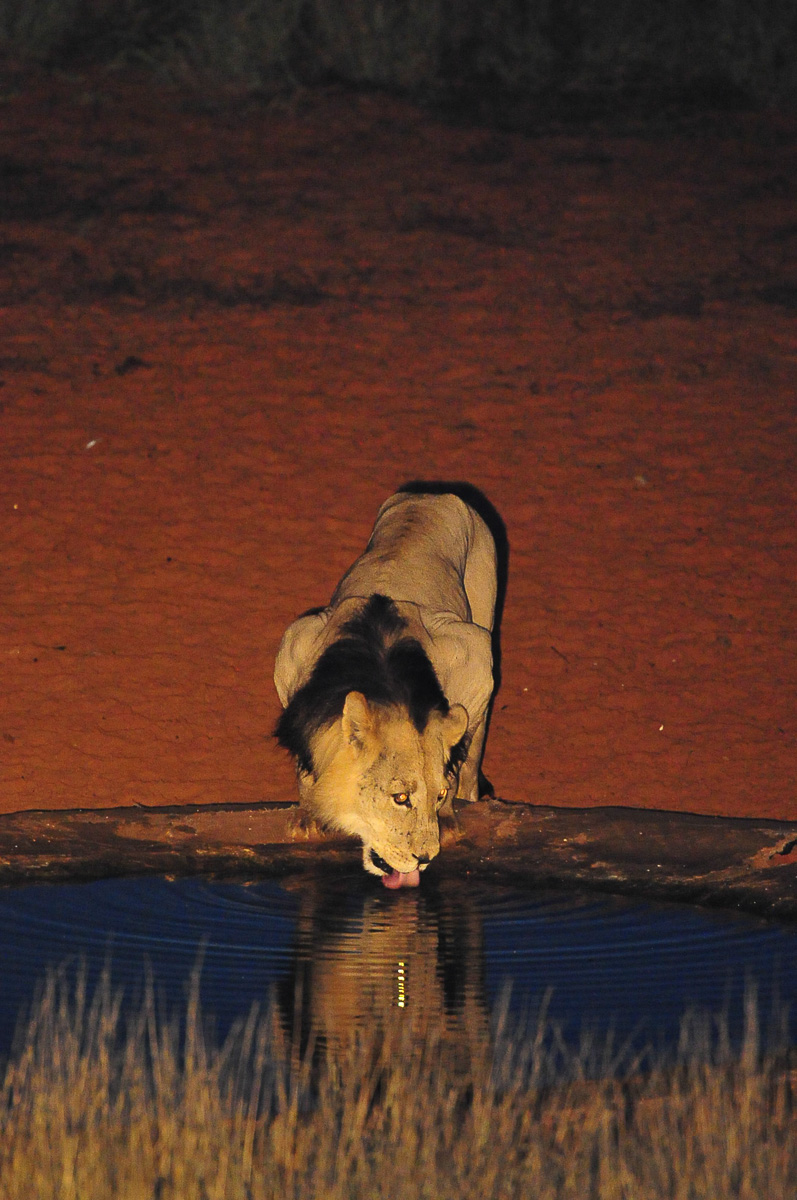 Lion drinking at Gharagab
