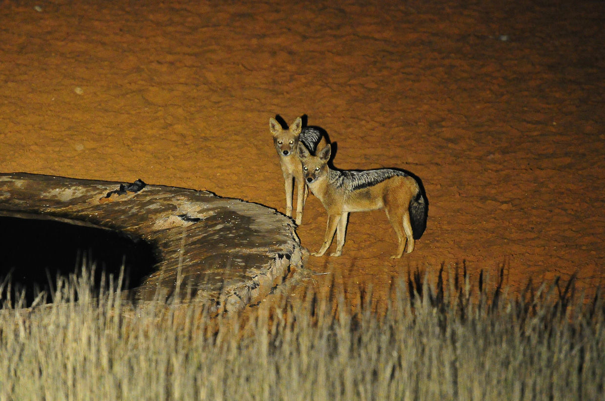 Black Back Jackal at night at Gharagab waterhole