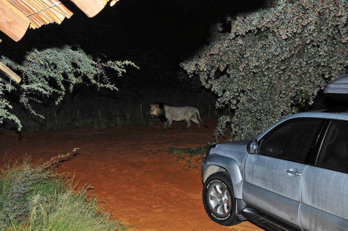 male lion walking past our vehicle at Gharagab
