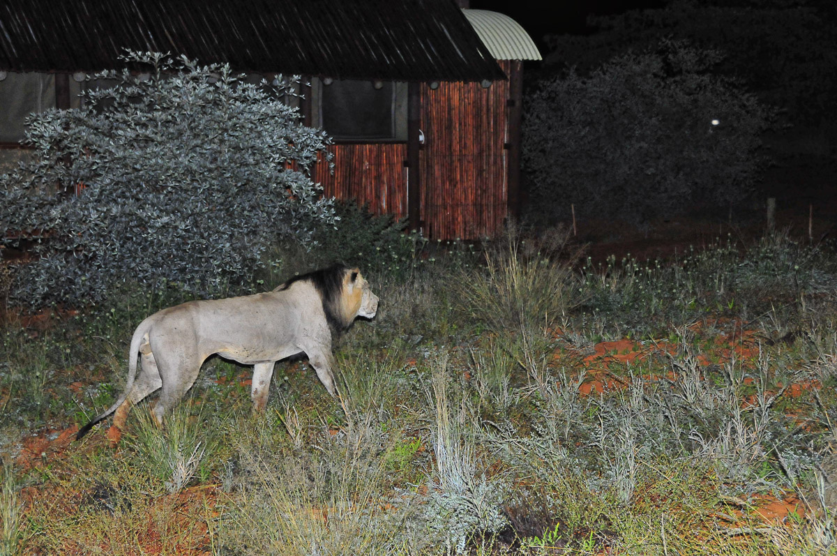 Lion walking past our cabin at Gharagab