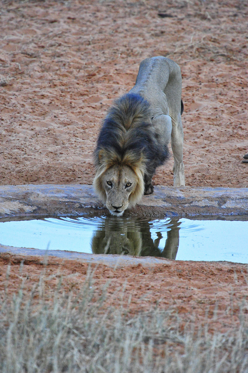 Male lion drinking at Gharagab