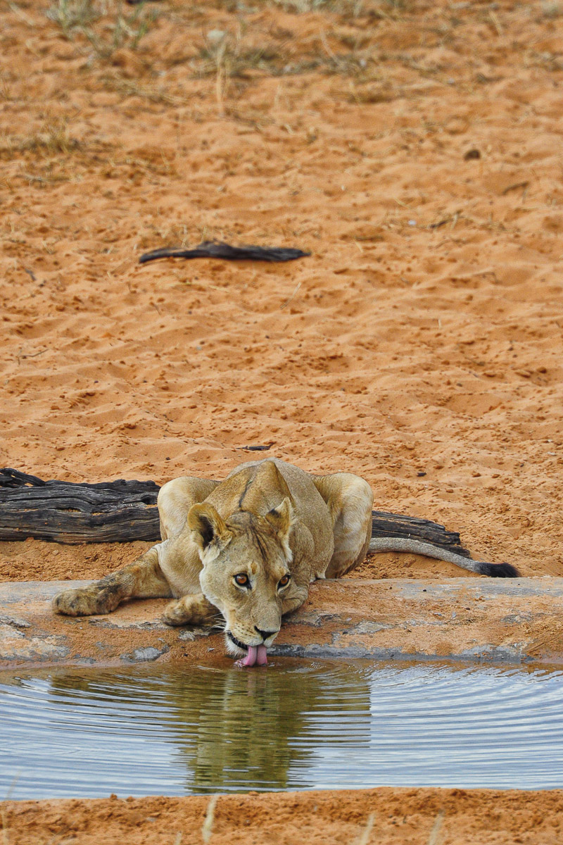 Lioness drinking at Gharagab