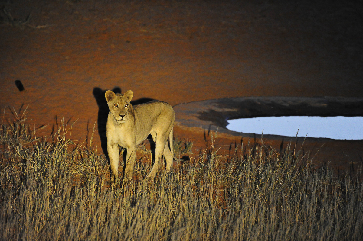 Lioness at the Gharagab waterhole