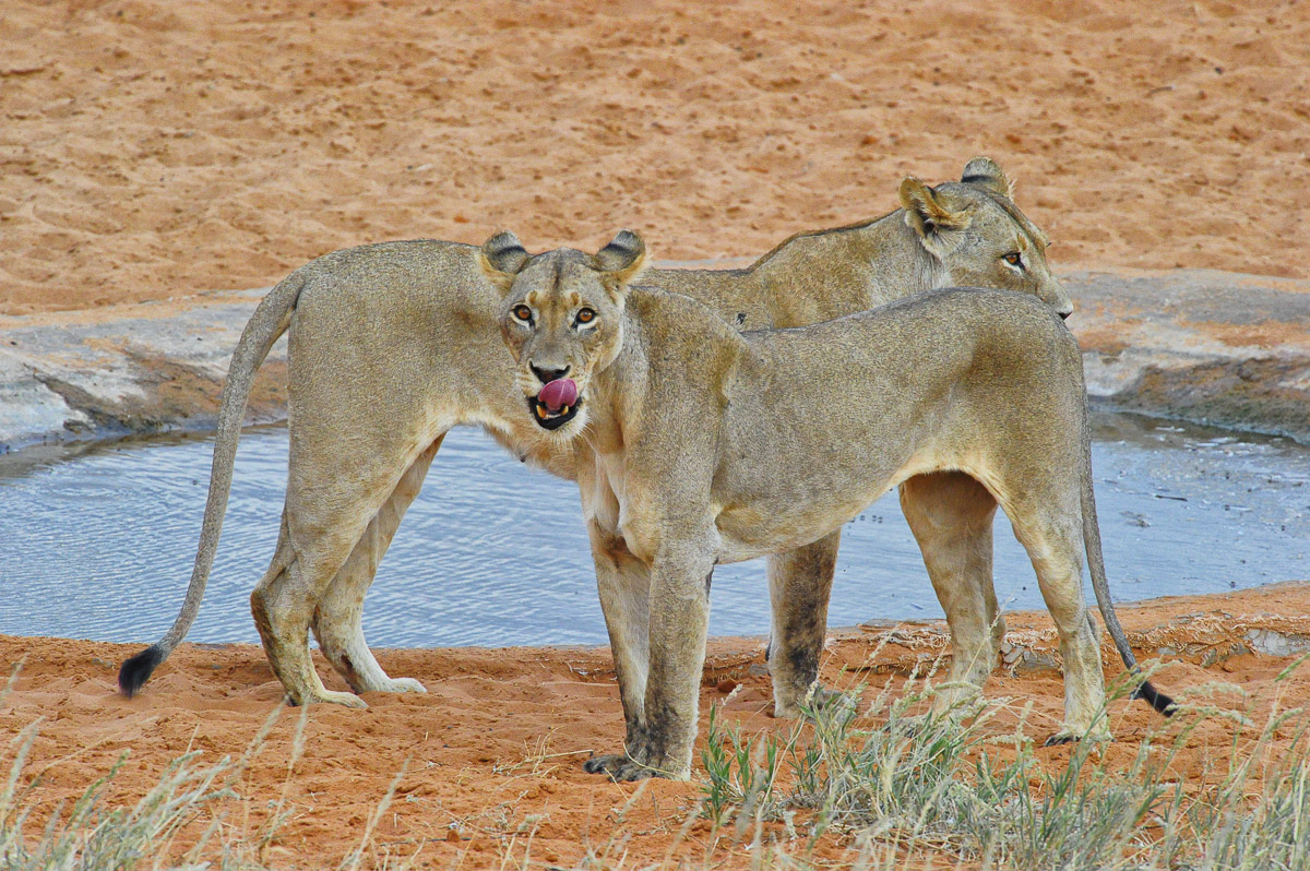 two Lioness at Gharagab waterhole
