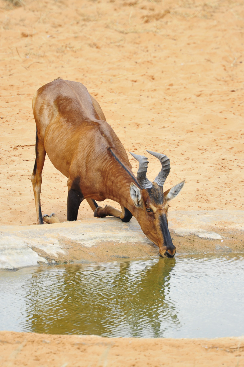 Red Hartebeest drinking at the Gharagab waterhole