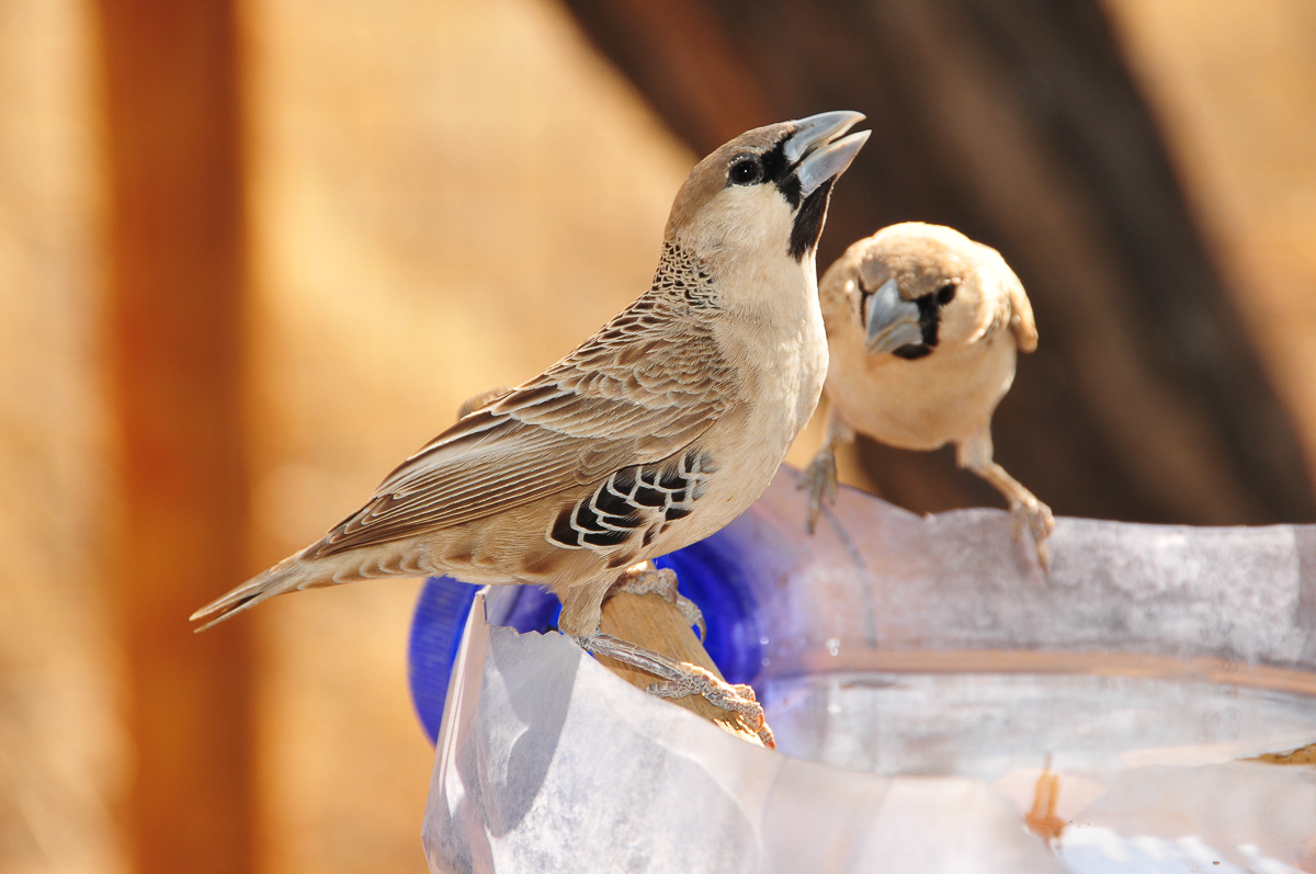 sociable weavers at our Gharagab cabin