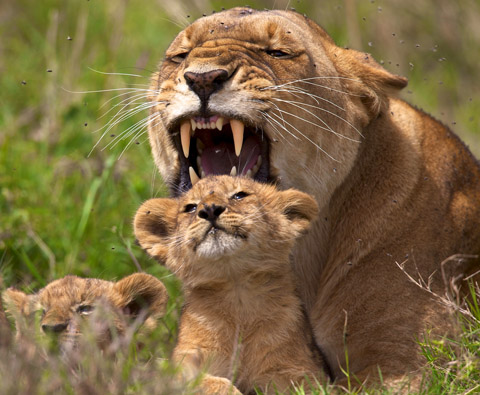 lioness protecting her cubs lioness protecting her cubs