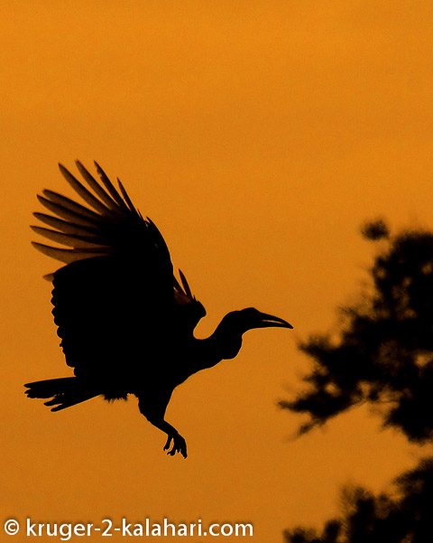 ground hornbill silhouette ground hornbill silhouette