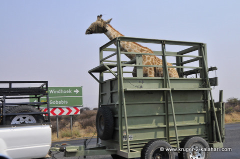 giraffe being transported in trailer giraffe being transported in trailer