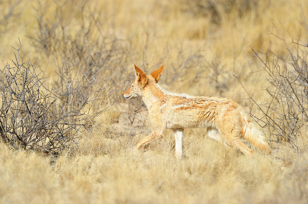 Jackal walking past Grootkolk camp