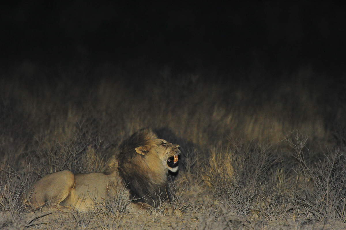 Male lion lying in front of our cabin at Grootkolk