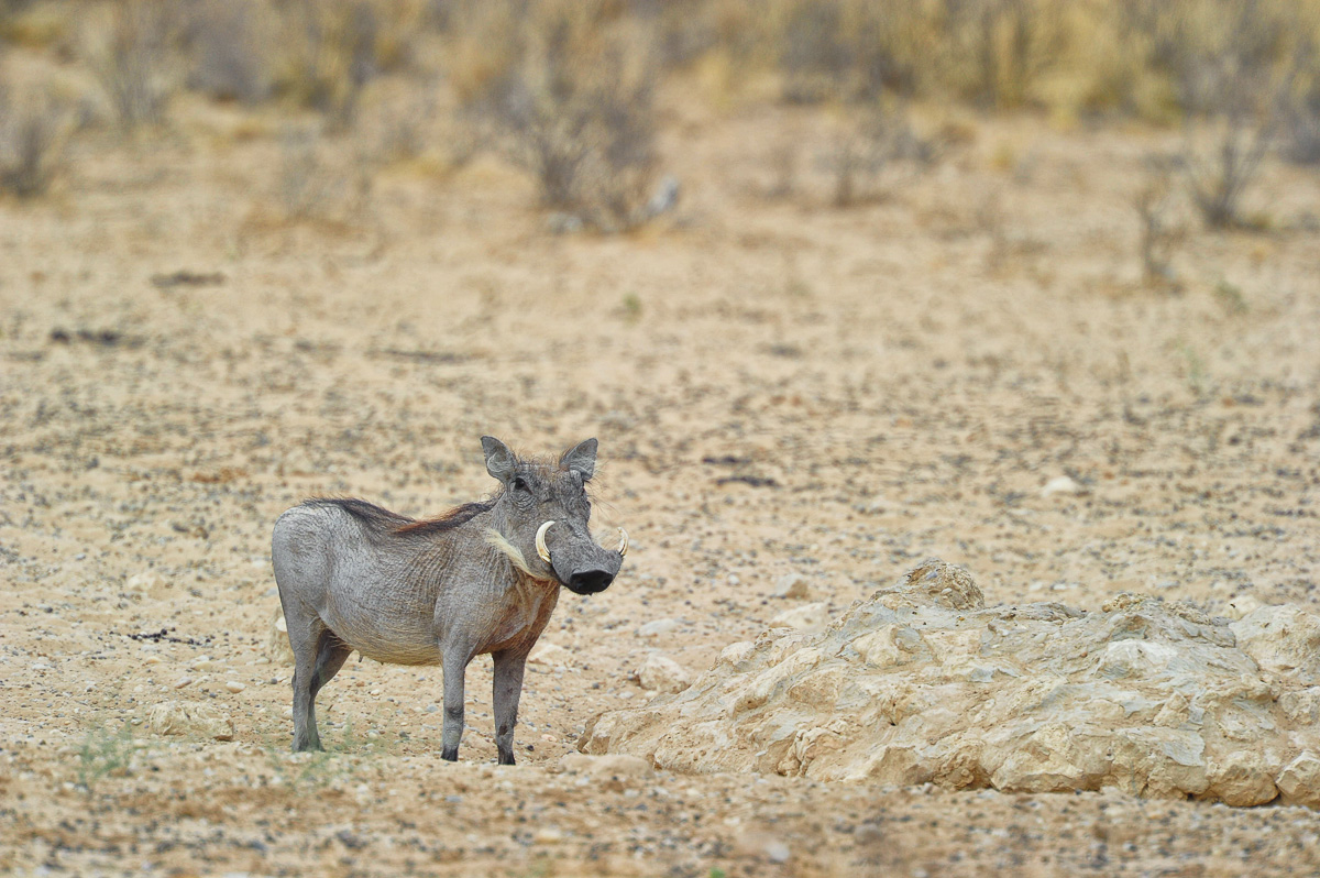 Warthog at Grootkolk camp