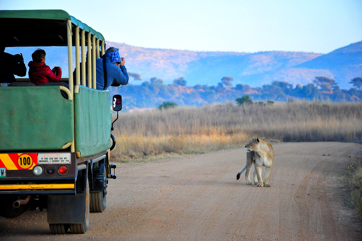 Lioness seen on a guided Game drive