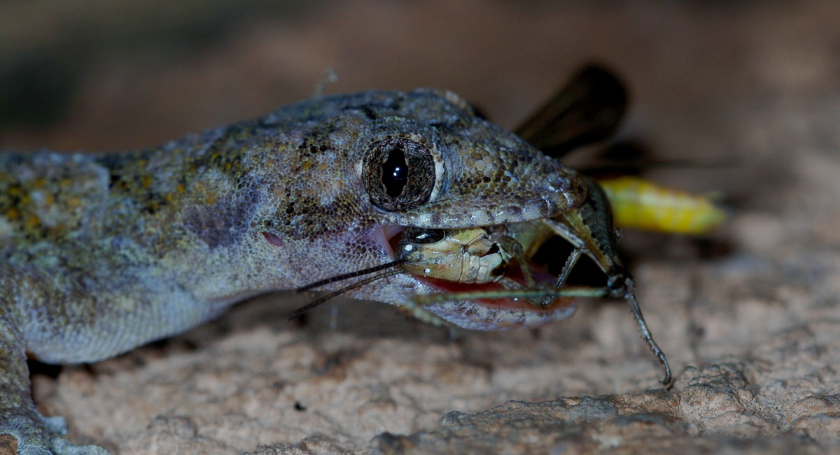 Gecko with grasshopper image taken at our bungalow in the Kruger National Park
