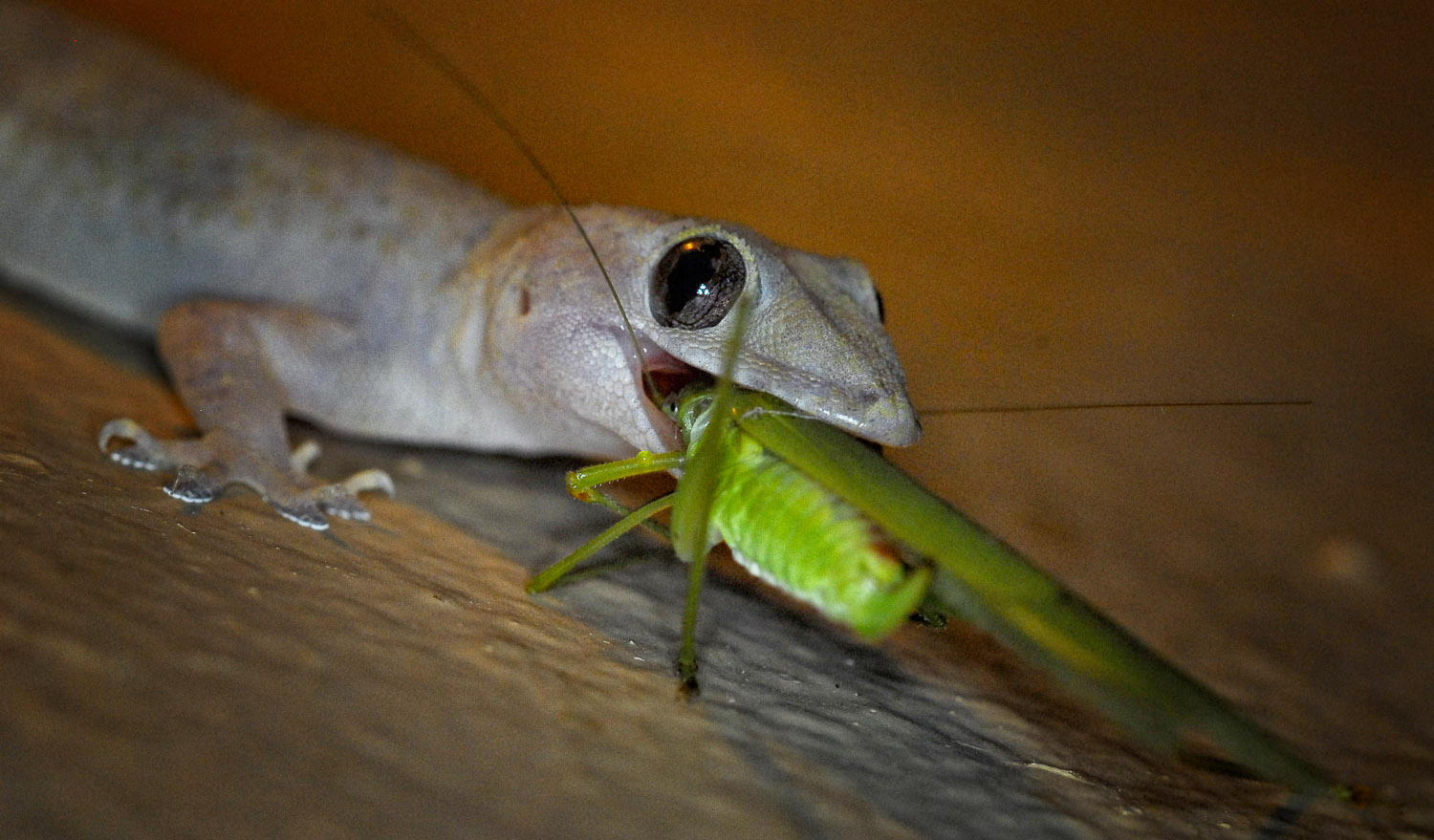 Gecko with grasshopper at Orpen camp