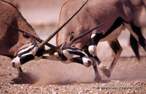 Gemsbok fighting in Kgalagadi Gemsbok fighting in Kgalagadi