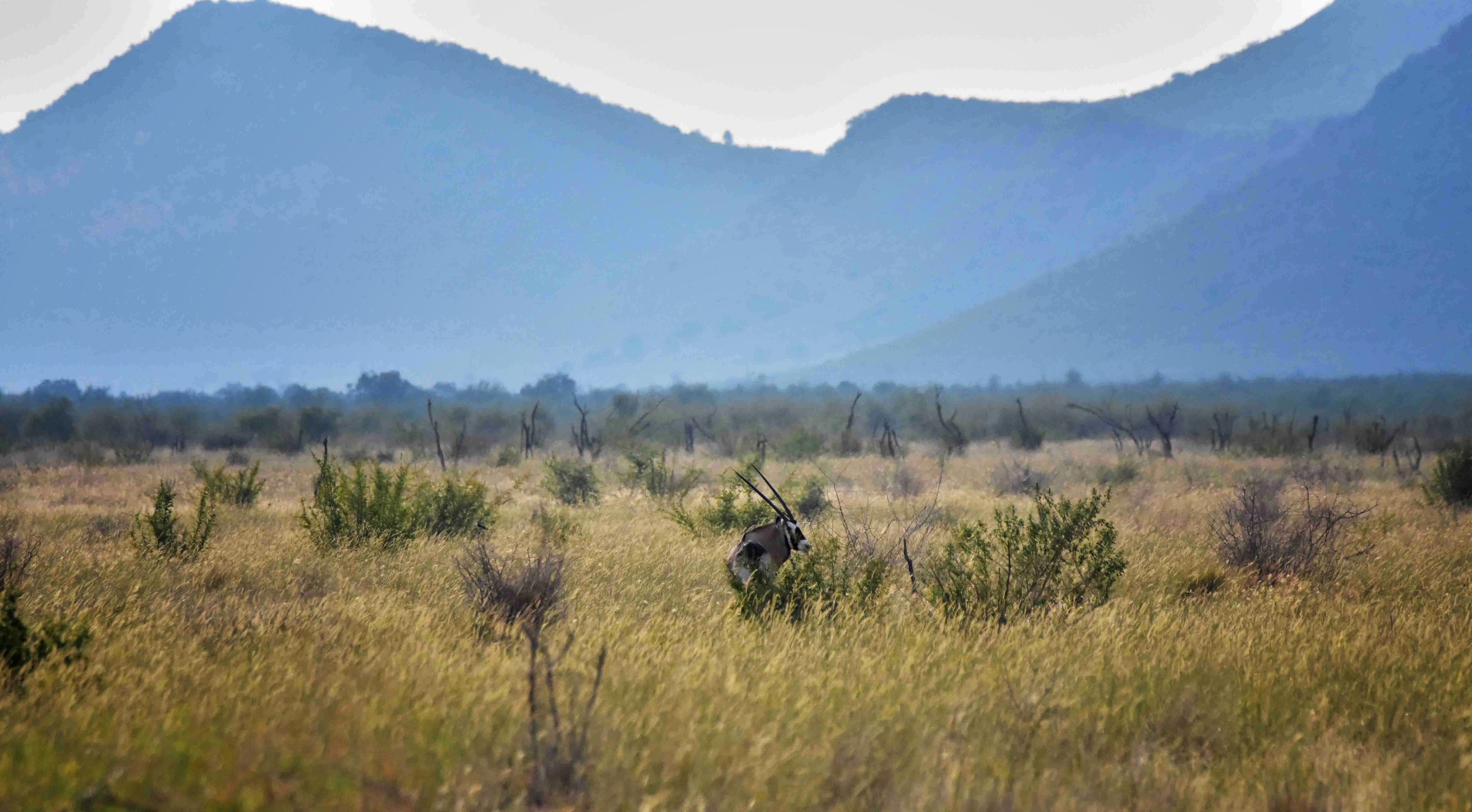 Gemsbok on Madikwe's southern plains