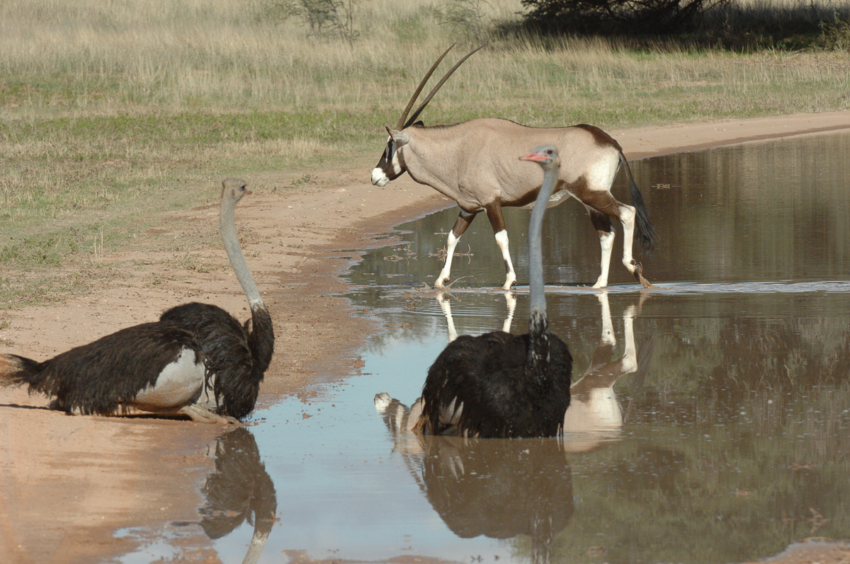 Gemsbok and bathing Ostrich image taken near Kalahari Tented Camp