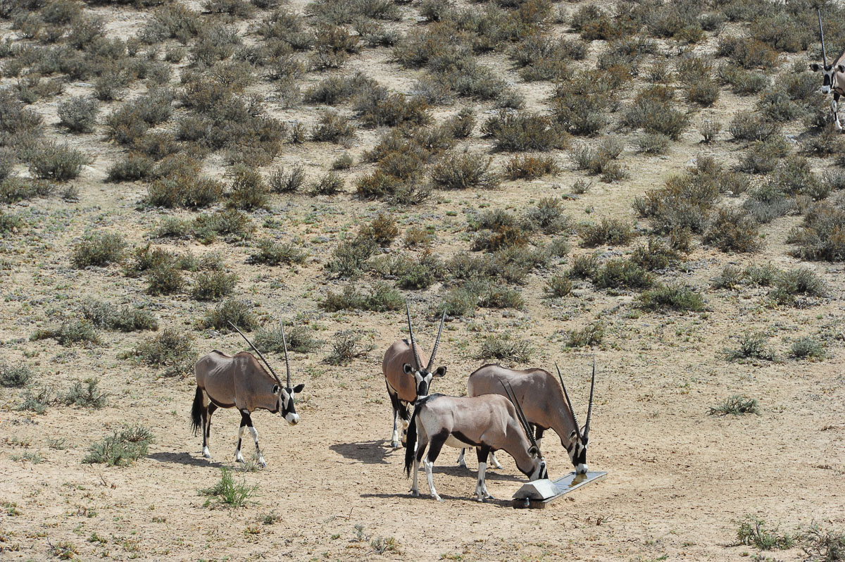 Gemsbok at Polentswa camp waterhole