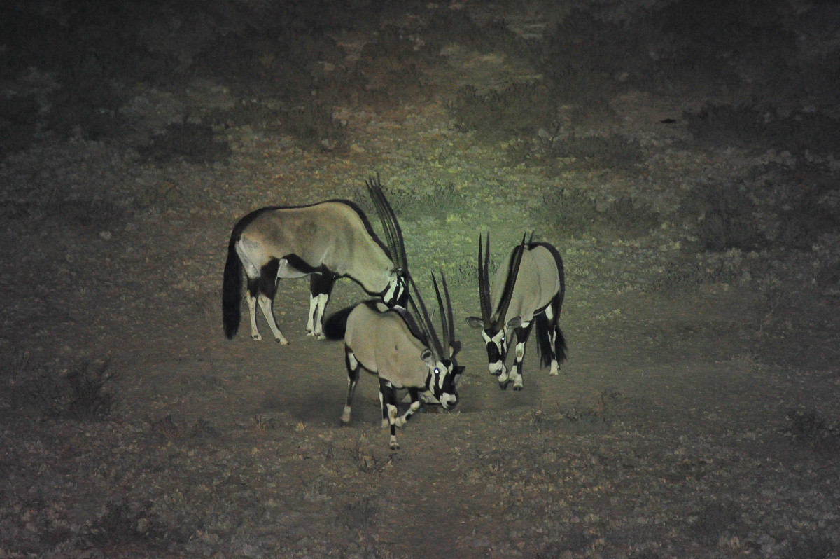 Gemsbok at night, image taken from Polentswa camp