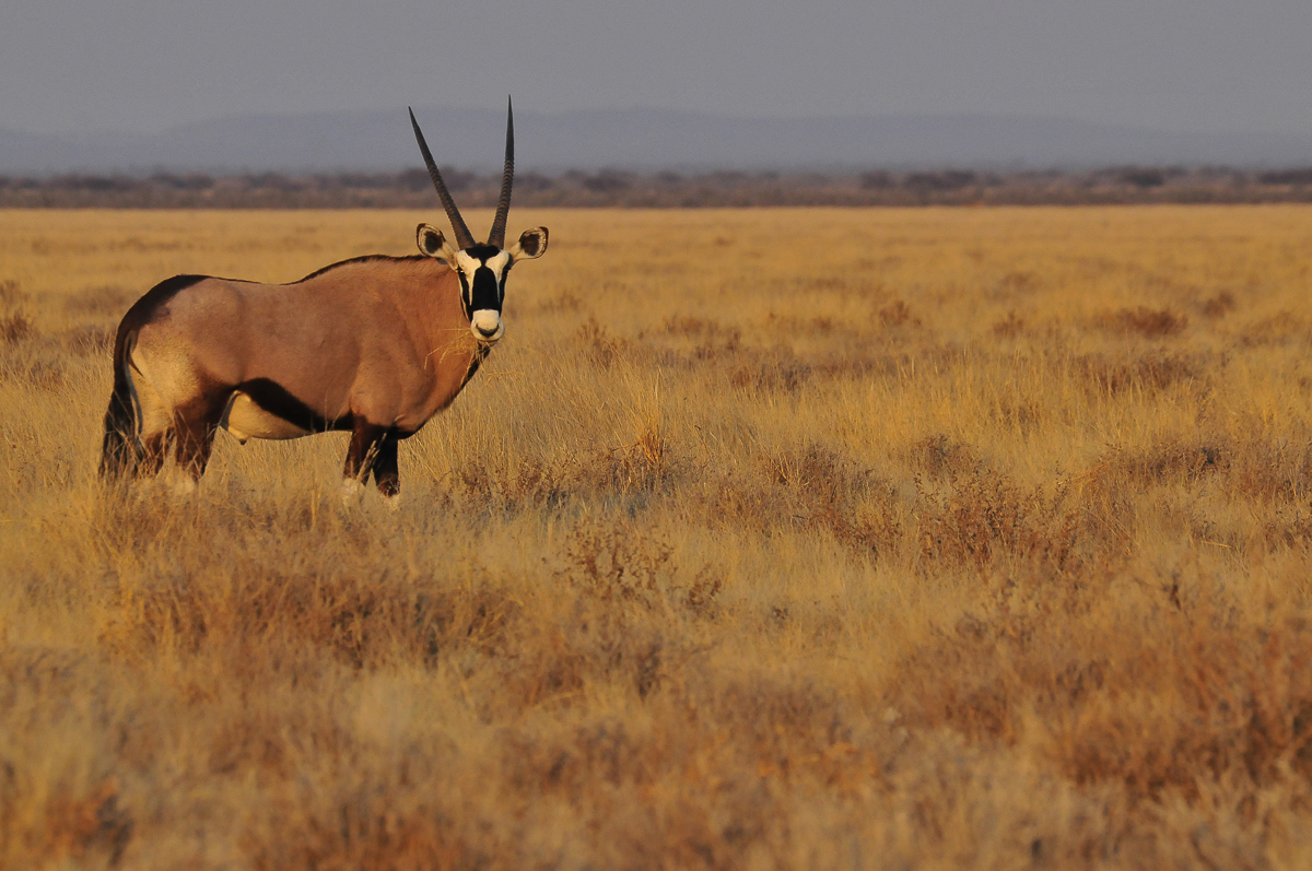 Gemsbok on the Etosha plans during the high season