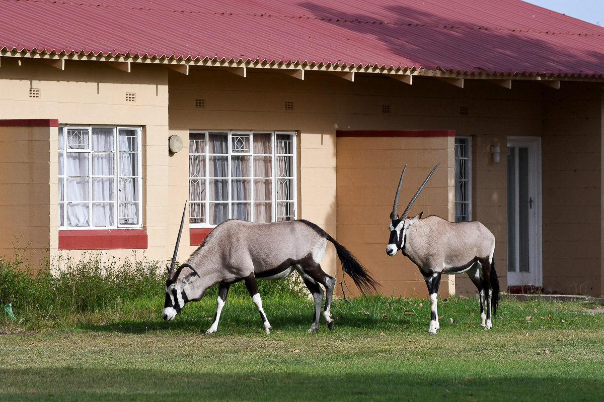 gemsbok that roam the streets of Oranjemund