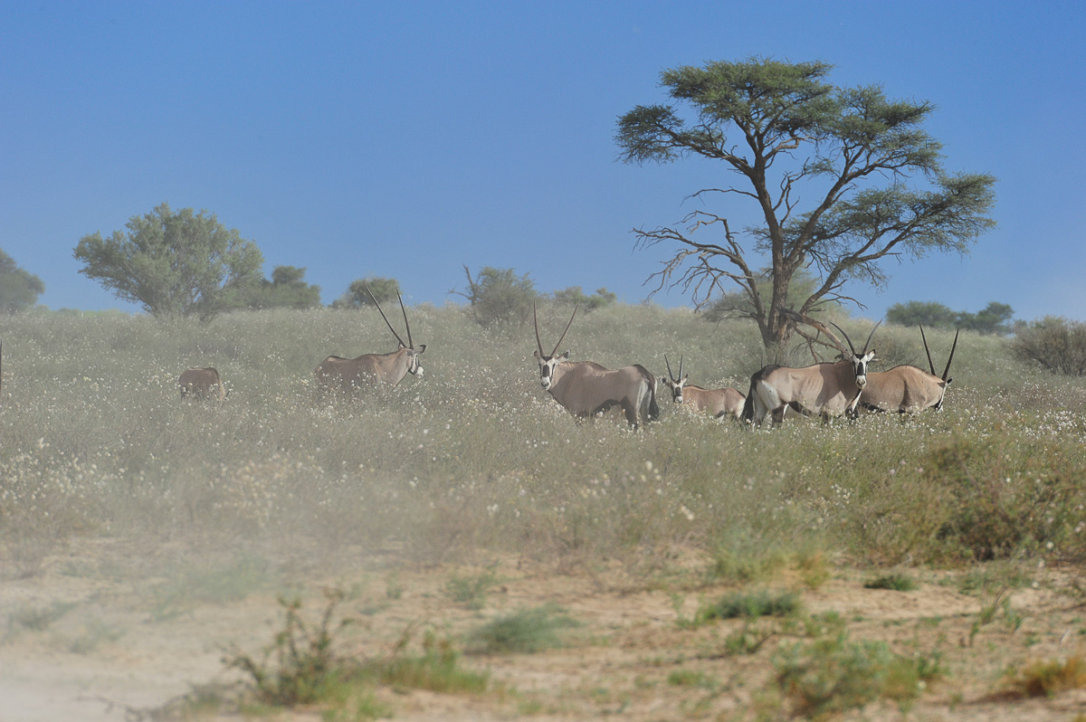 Gemsbok in the flowers during a dust storm