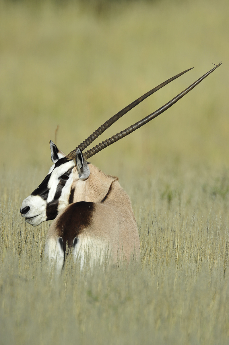 Gemsbok in the long grass in the Kalahari