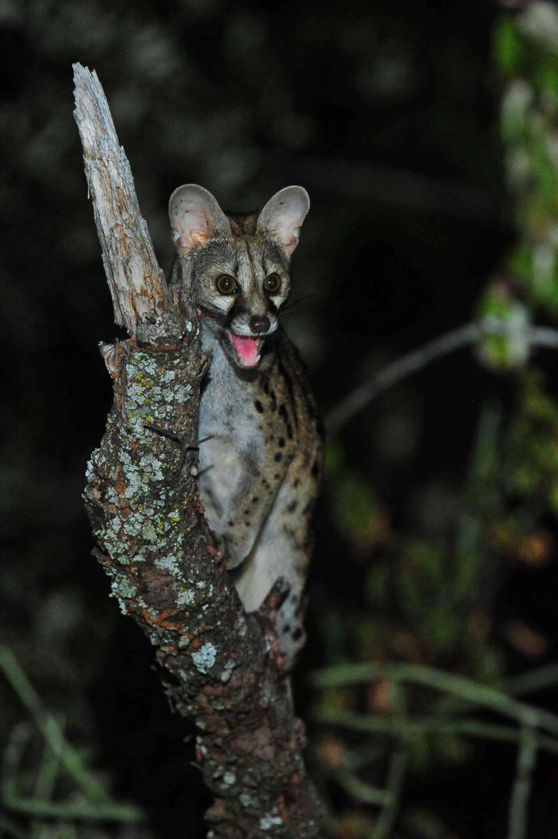 Genet in tree in front of our tent in Punda Maria