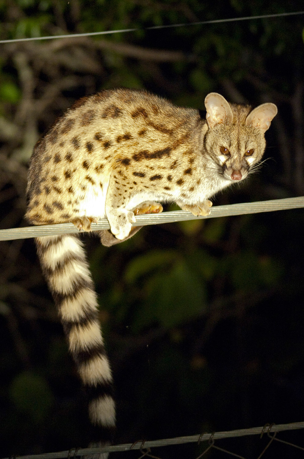 Genet on fence at Punda Maria in the Kruger National Park