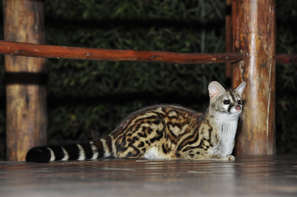 Genet on Safari tent deck at Punda Maria