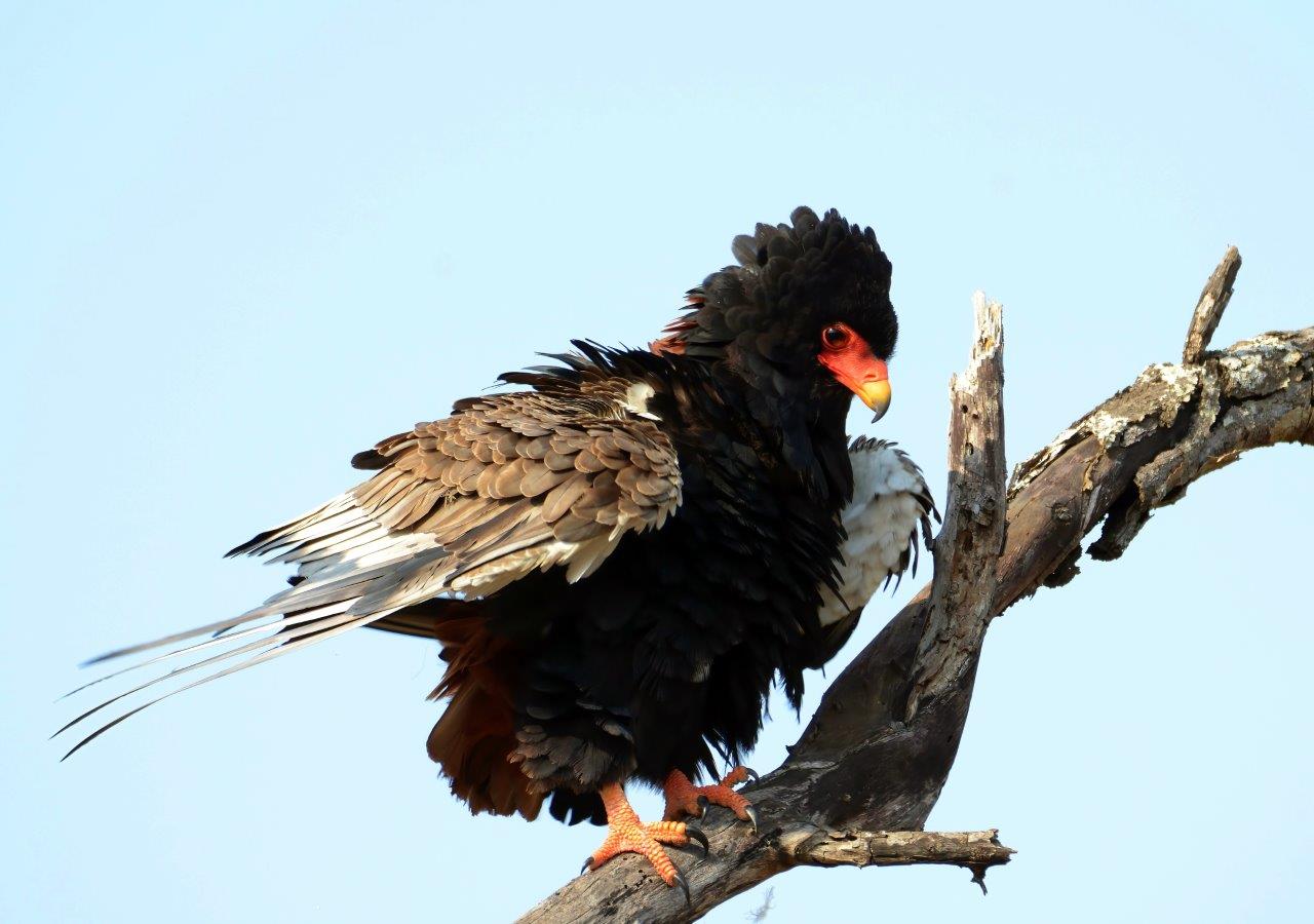 GB Bateleur GB Bateleur