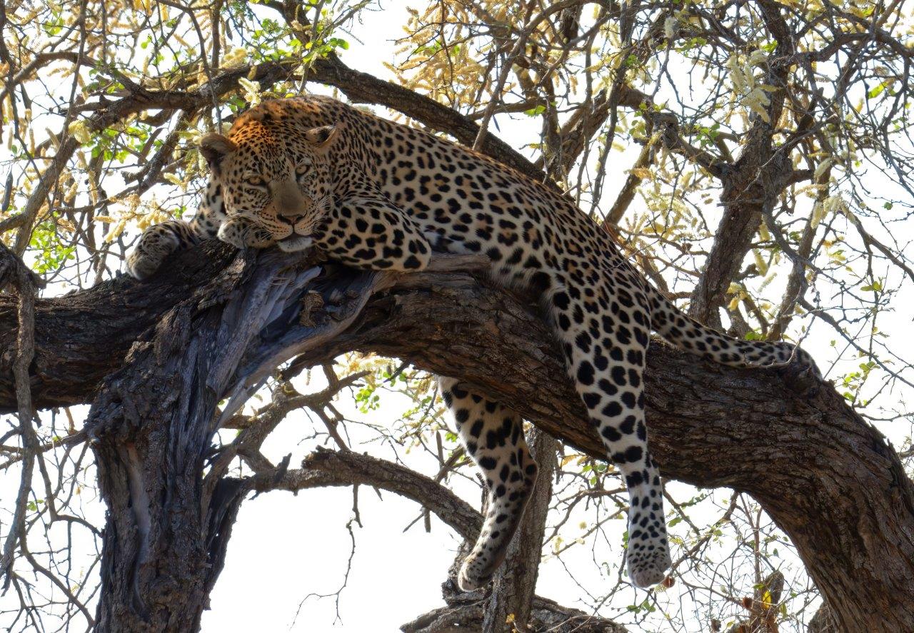 GB Leopard GB Leopard