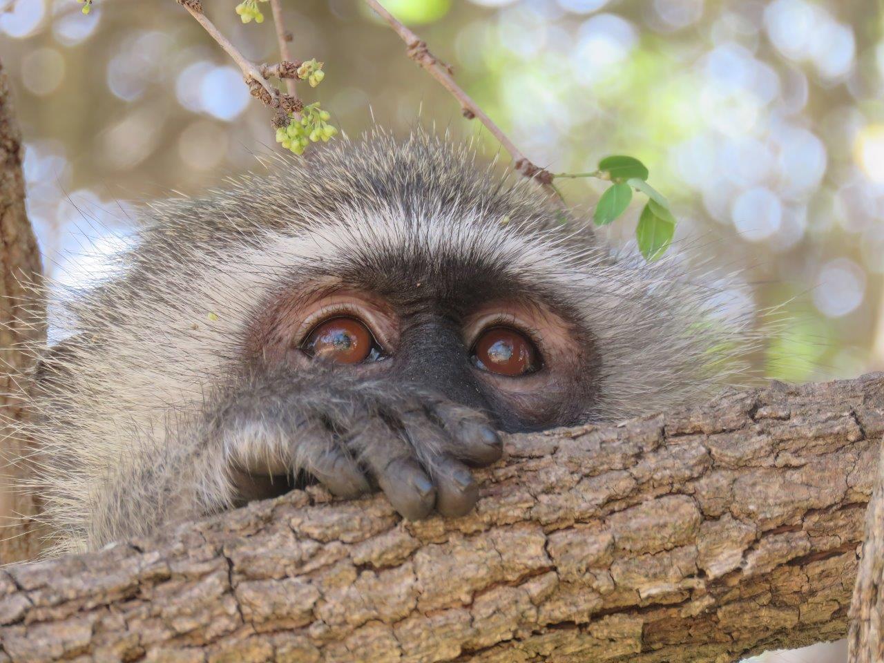 GB Vervet Monkey GB Vervet Monkey